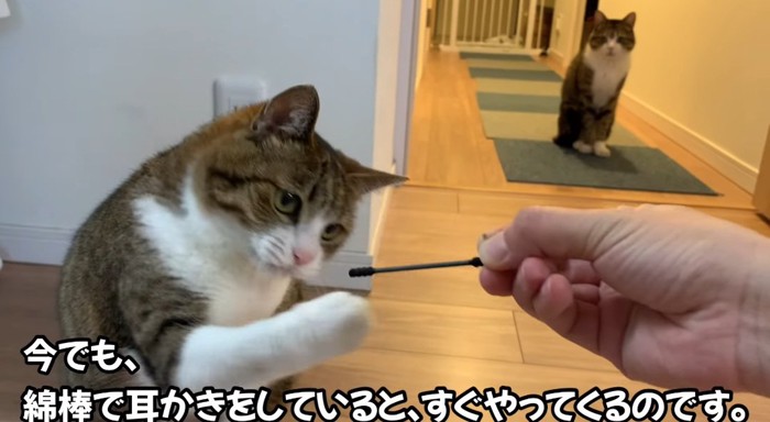 前足を出す猫