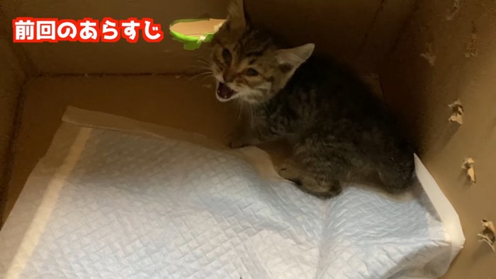 箱の中で鳴く子猫