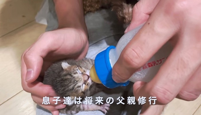 子猫にミルクを飲ませる息子さん