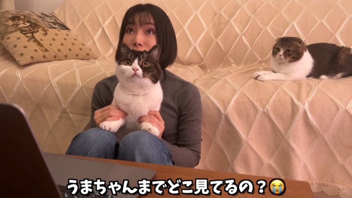 上を見る抱っこされた猫