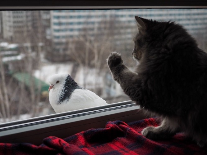 鳩に手を出す猫