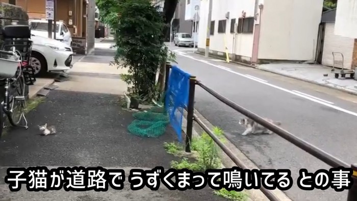 道路の端でうずくまる子猫