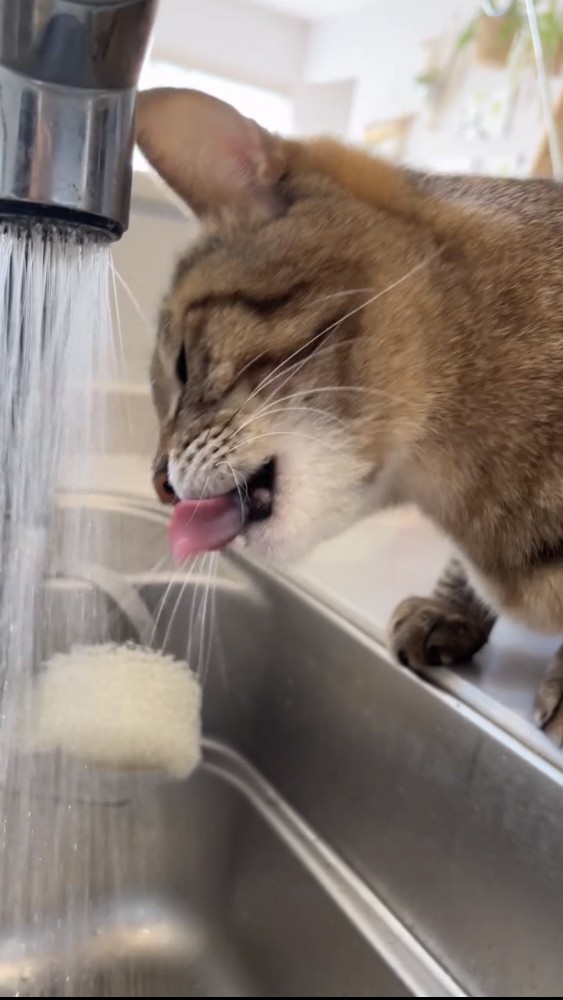 水を飲む猫