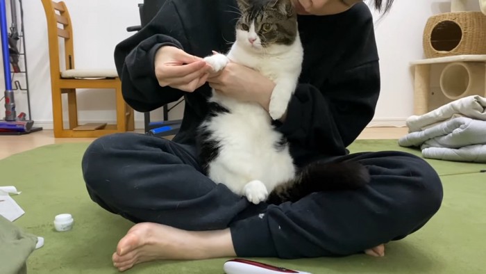 前足を触られる猫