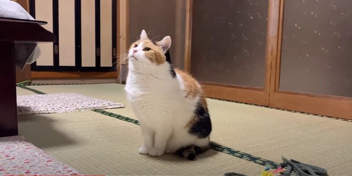 座って待つ猫2