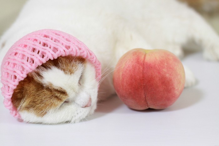 桃のそばで眠っている猫