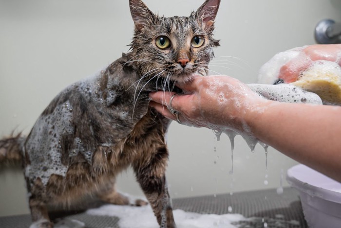 お風呂に入る猫