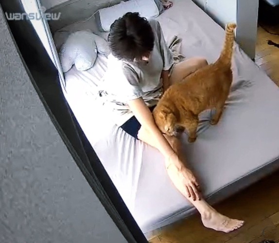 腕に頭を押しつける猫