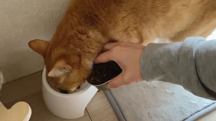 ごはんを食べる猫