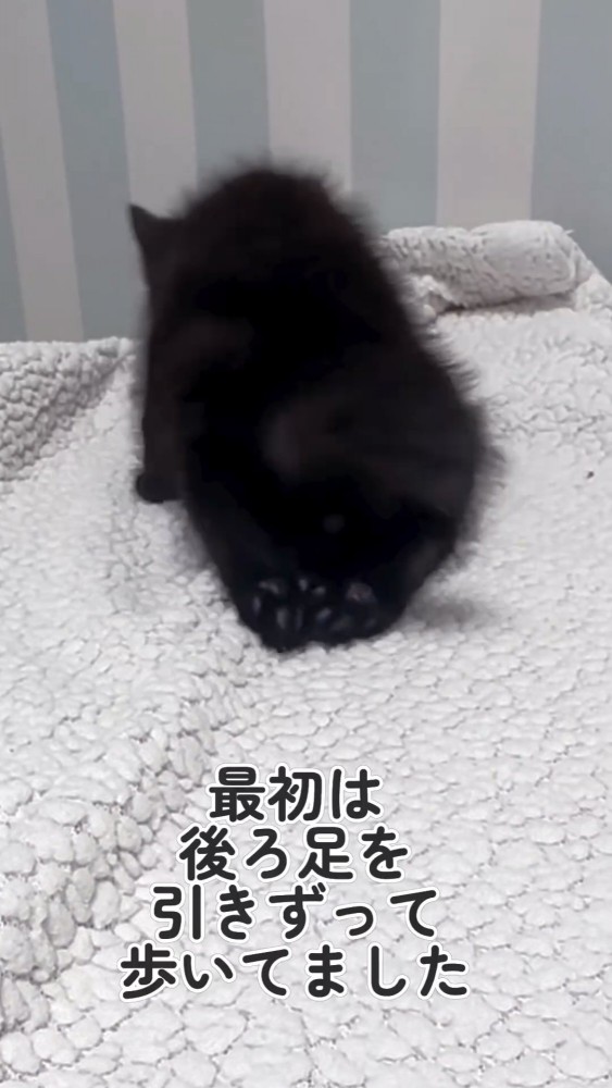 脚を引きずって歩く黒猫