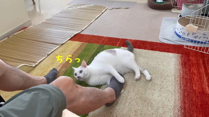 人の顔を見る猫