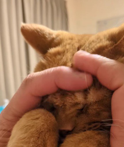 マッサージしてもらう猫