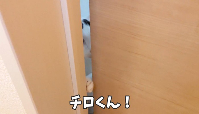 扉のすき間から覗く猫