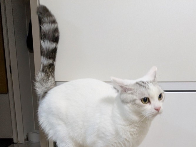 得意げな表情で胸を張る猫