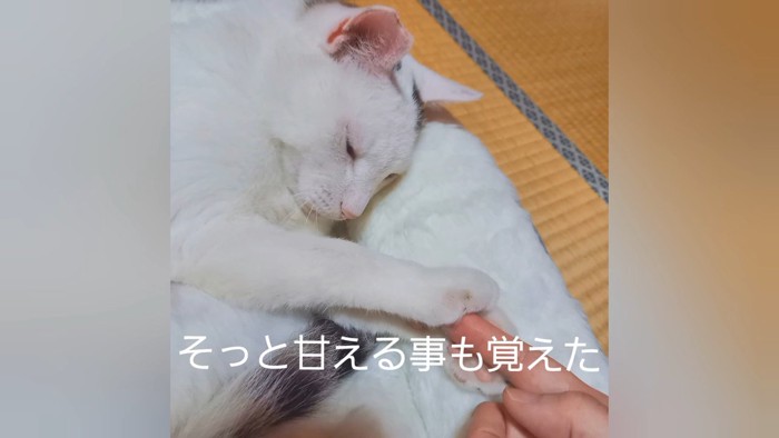 人の手を前足で触る猫