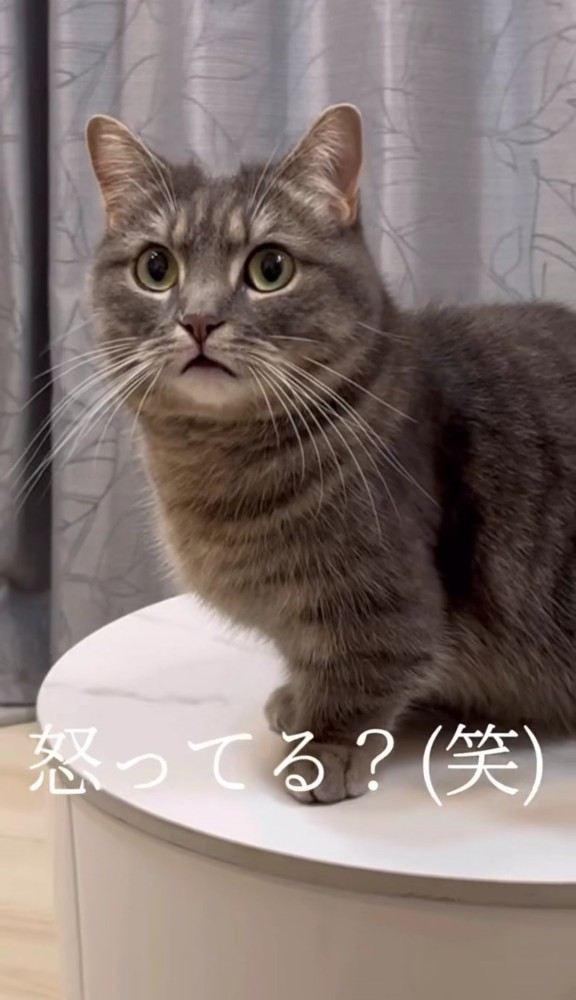 カメラの方を見る猫のアップ