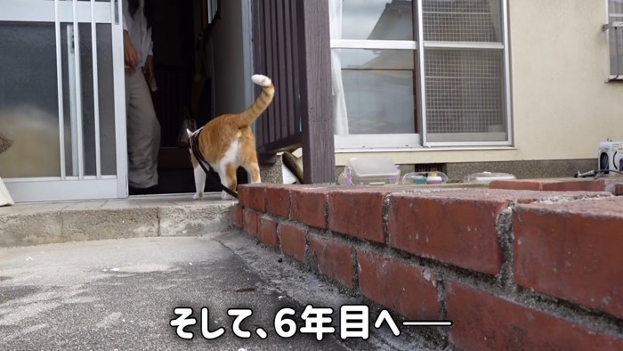家の中に入る猫