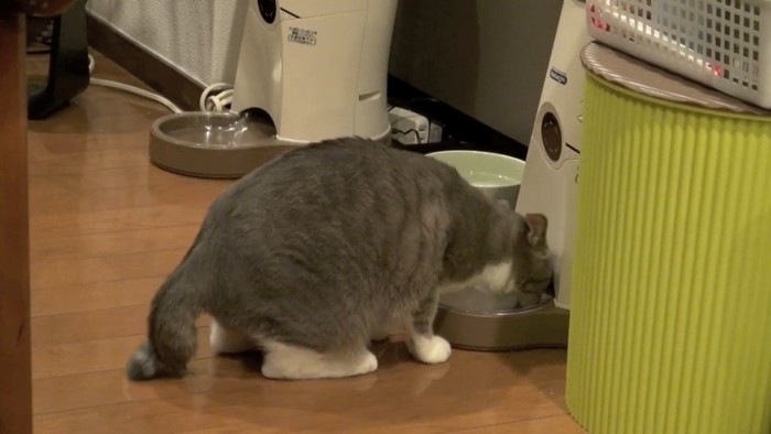 食べる姿(斜め後ろから)