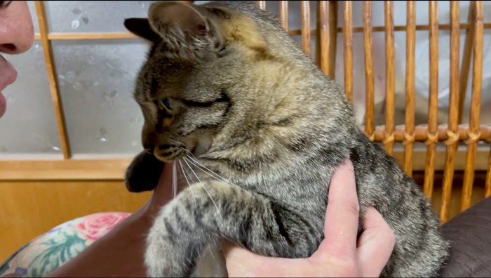 男性に抱き上げられる猫