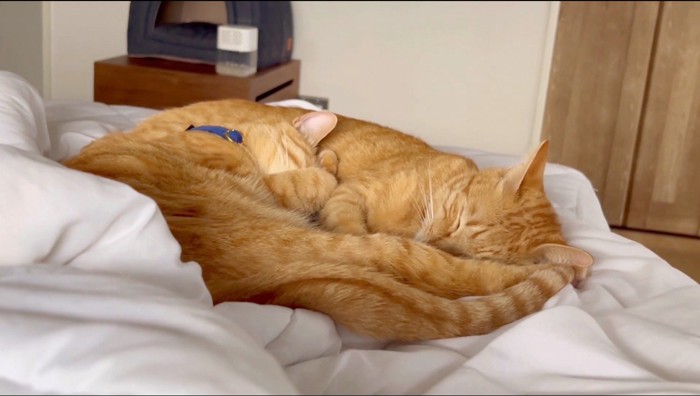 ベッドの上で身を寄せ合って眠る2頭の猫