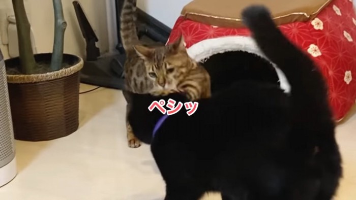 黒猫の頭にパンチするベンガル