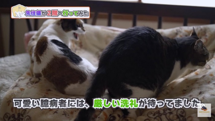 威嚇する三毛猫と逃げるキジシロ