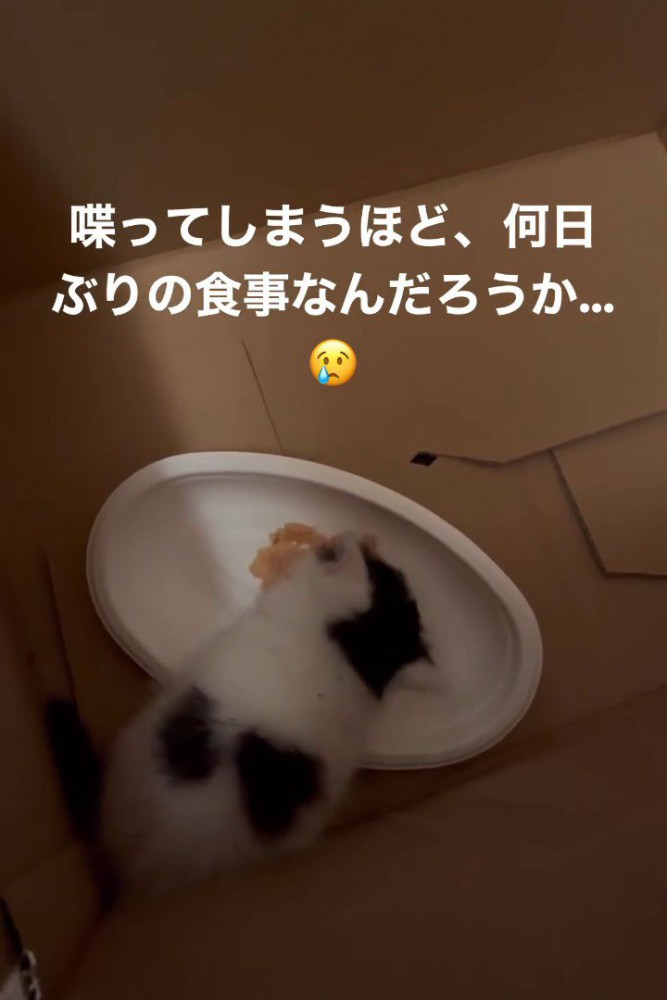 頭を右に傾けて食べる子猫