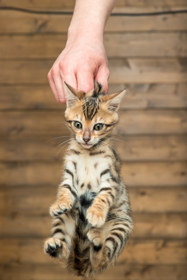 人につままれる猫