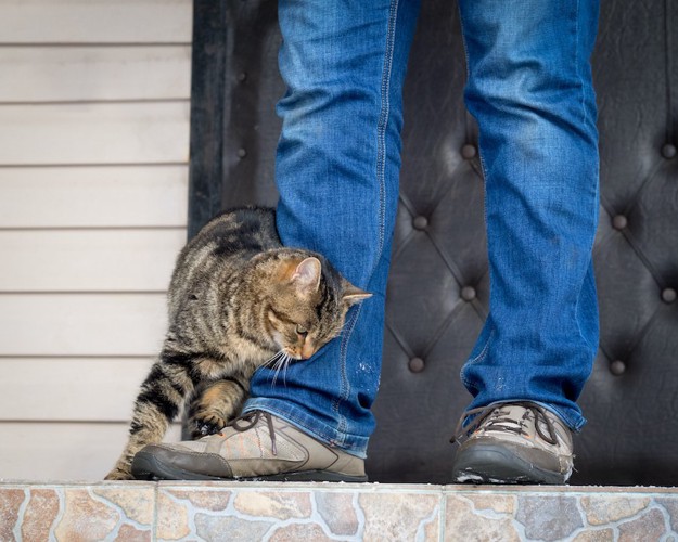 飼い主の足にスリスリする猫