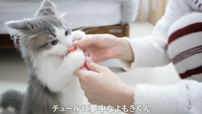 飼い主の手からおやつを食べるよもぎくん