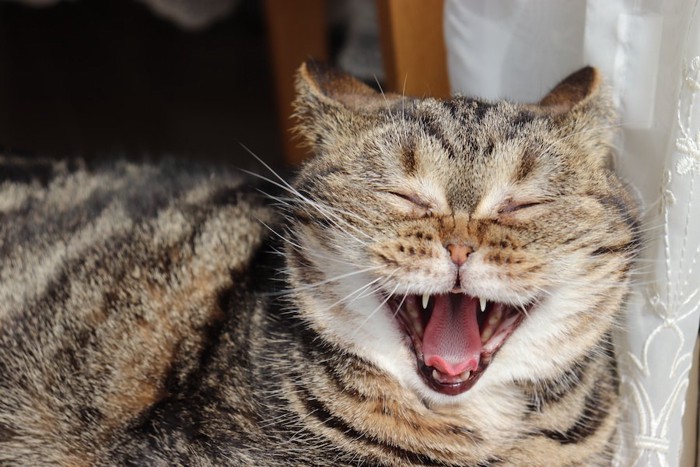 大きく口を開けてあくびをするキジトラ猫