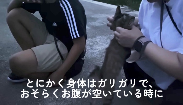 初めて会った人間たちにも甘える子猫