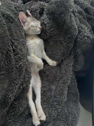 まっすぐになって寝る子猫