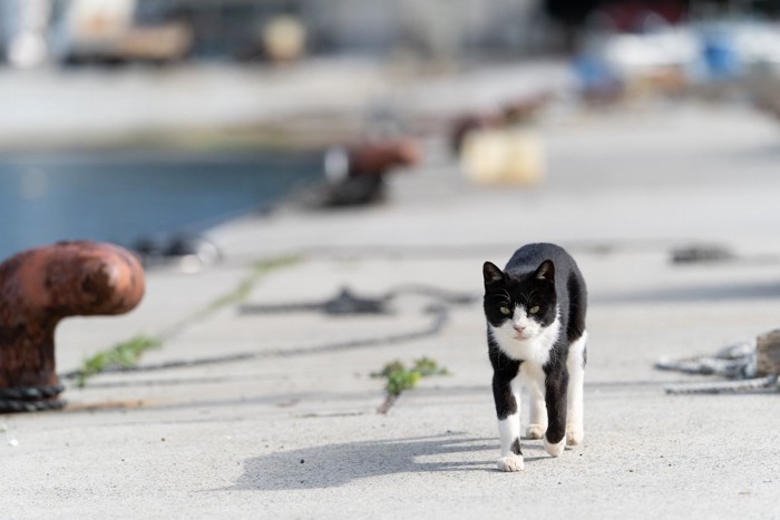海辺を歩く猫