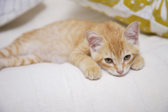 ソファから見つめる上目遣いの子猫