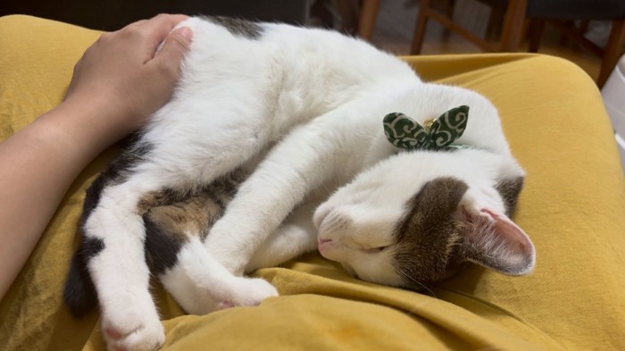 人の膝の上で寝る猫