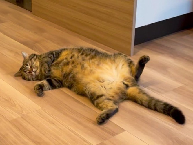 へそ天で豪快に眠る猫