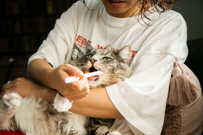 猫の口臭を確認する女性