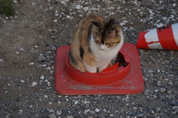 パイロンの輪っかに入る猫