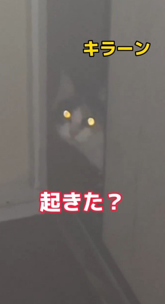 ドアから覗く猫