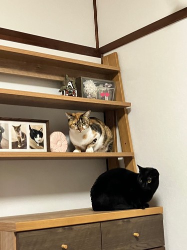 棚に入る2匹の猫
