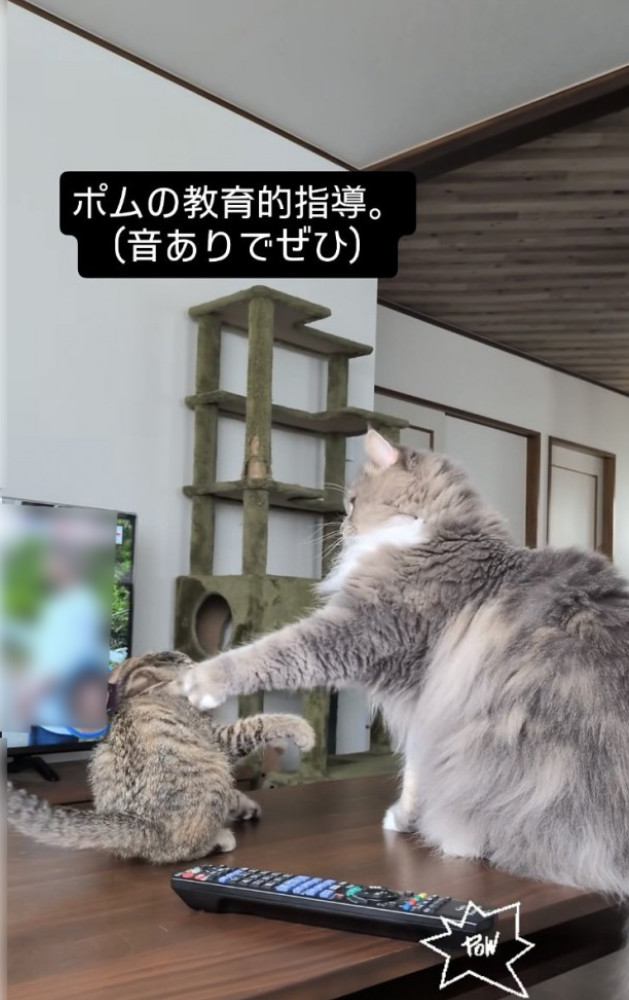 威嚇する子猫をパンチするサイベリアン