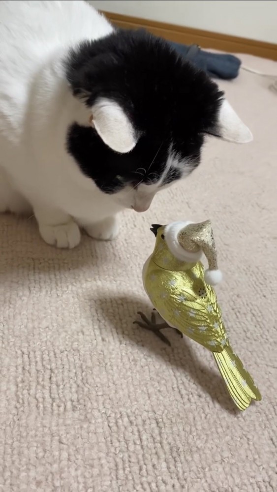 鳥のおもちゃを見る猫