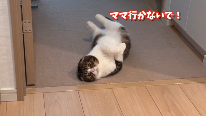 仰向けになる猫