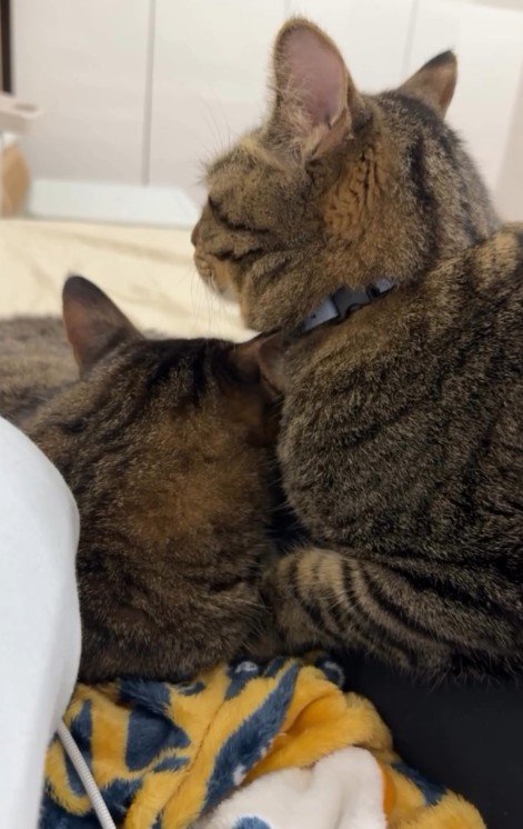 2匹の猫