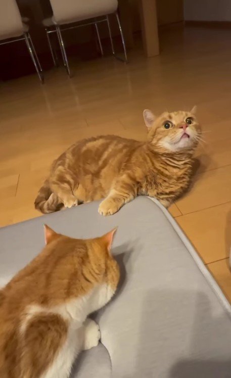 ラグと2匹の猫