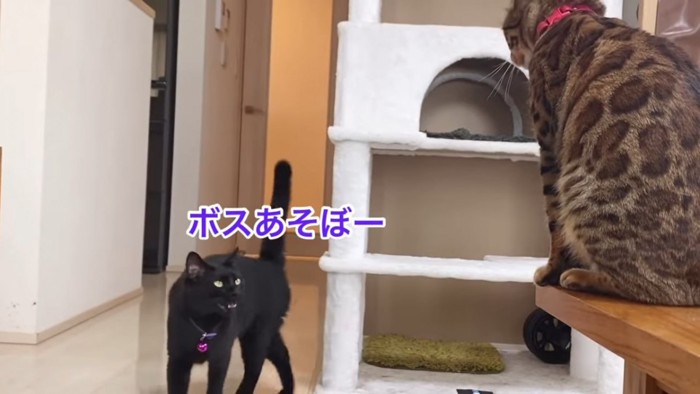 テーブルに座る猫と鳴く黒猫