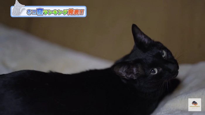 見返る黒猫