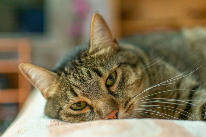 体調が悪そうな猫