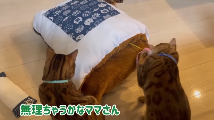 布団の前に座る猫とおもちゃにじゃれる猫